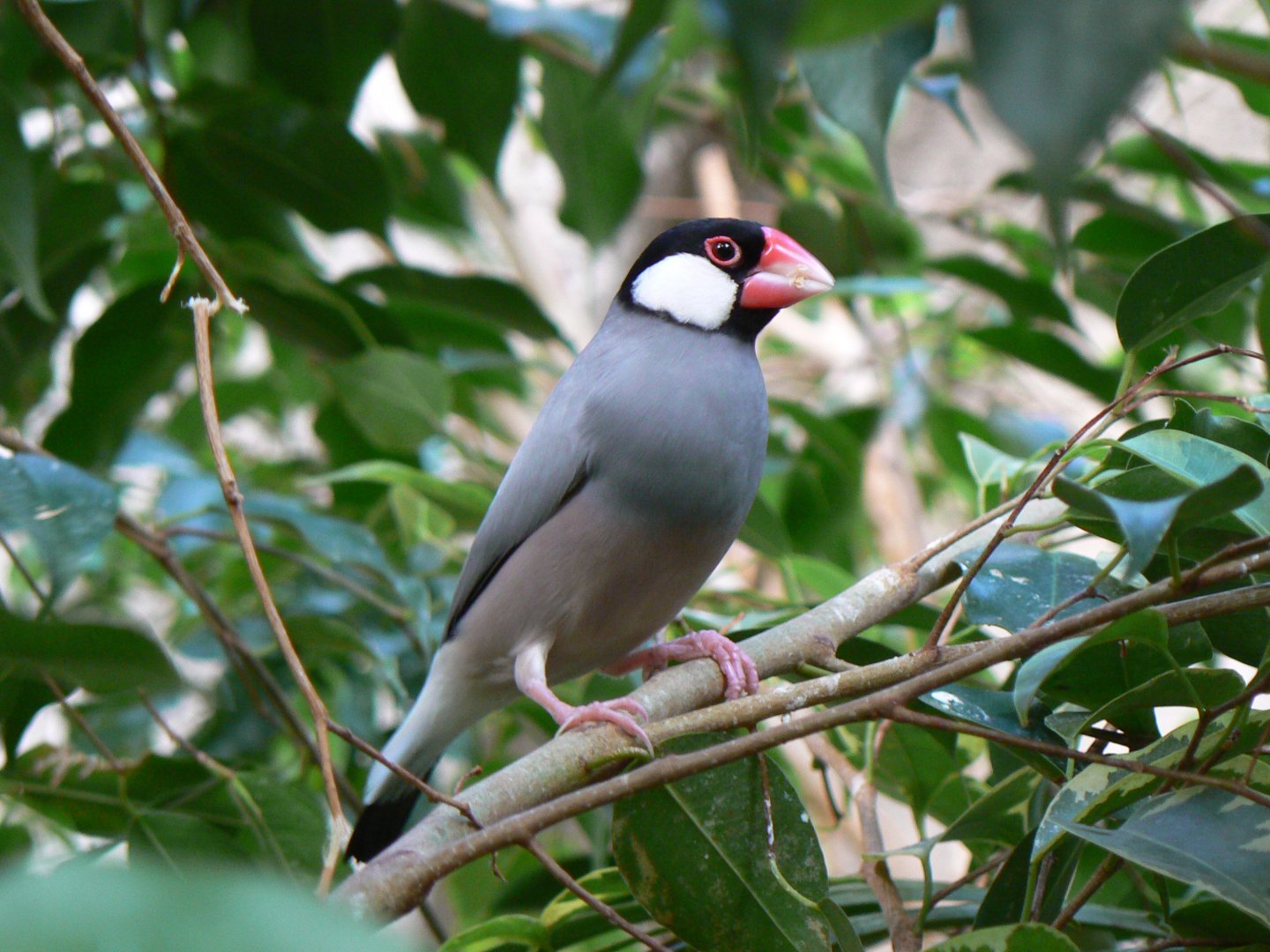 Java Sparrow - 10 April 2017