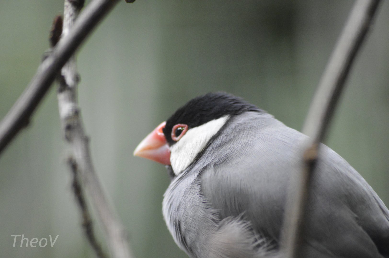 Java sparrow [2018]