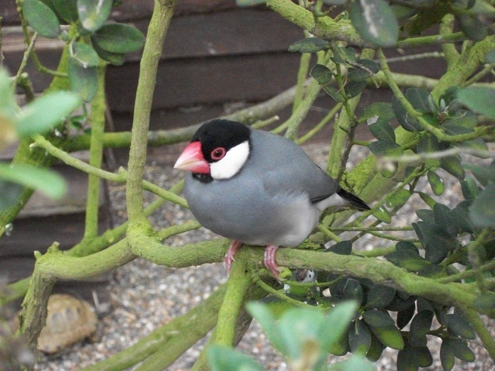 Java Sparrow, 5th May 2014
