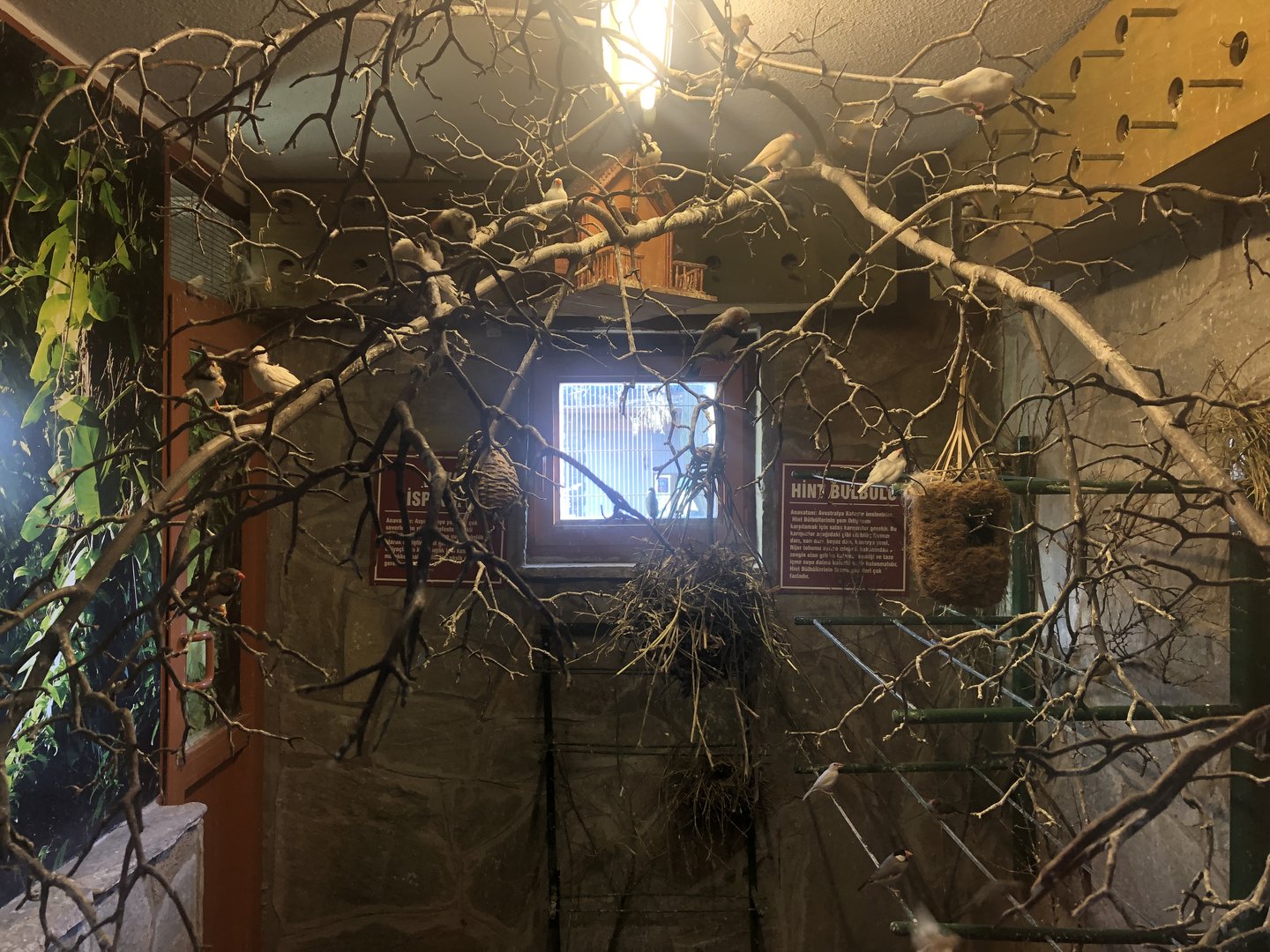 Java Sparrow and Zebra Finch Enclosure at the Ankara Domestic Animals Park