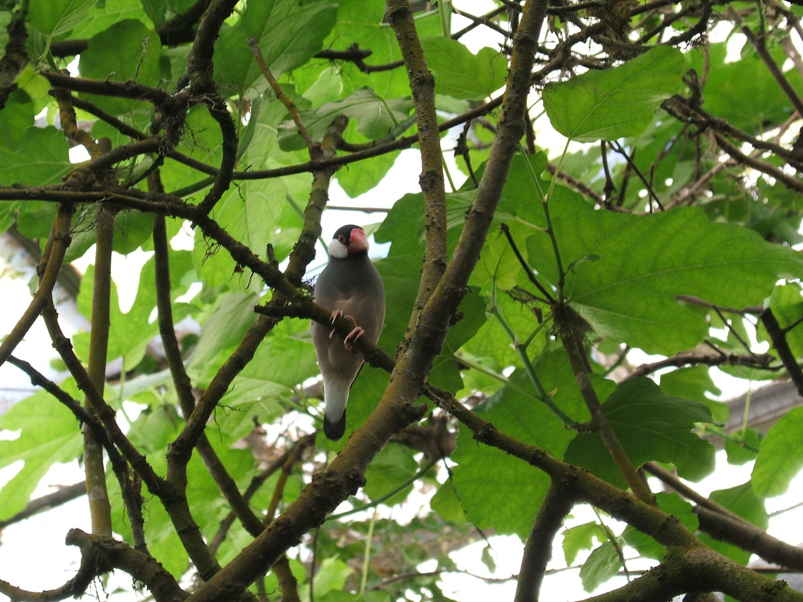 Java sparrow at Amazon World, 5 April 2010
