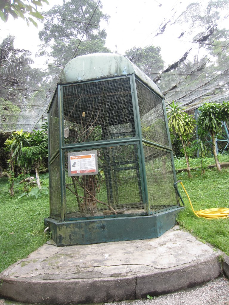 Java Sparrow aviary