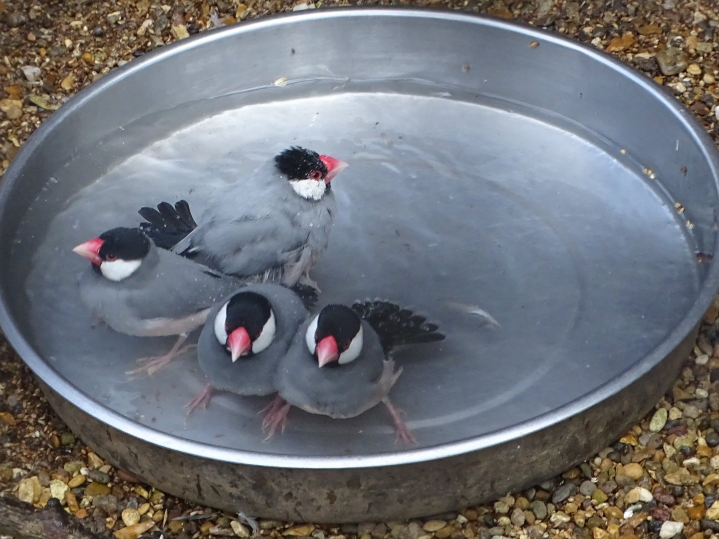 Java Sparrow bath time, 28th July 2025