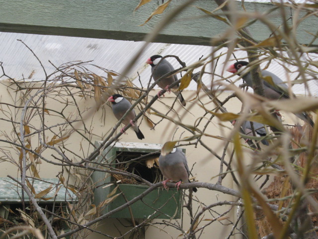 Java Sparrow colony.