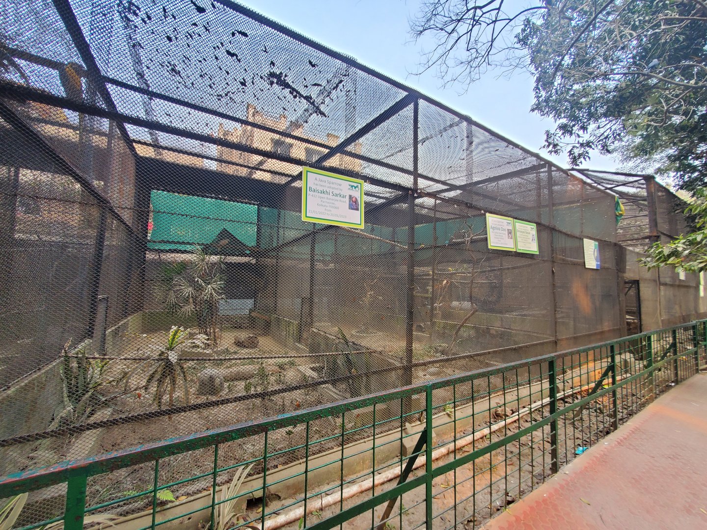 Java Sparrow Exhibit - January 2023