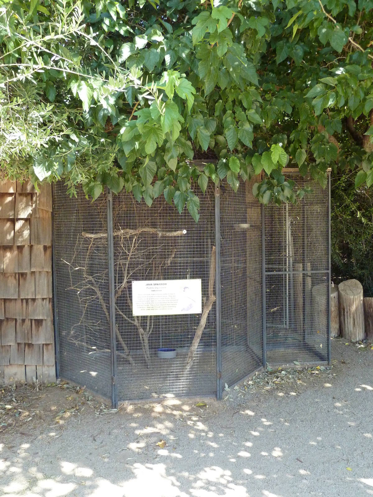 Java Sparrow Exhibit