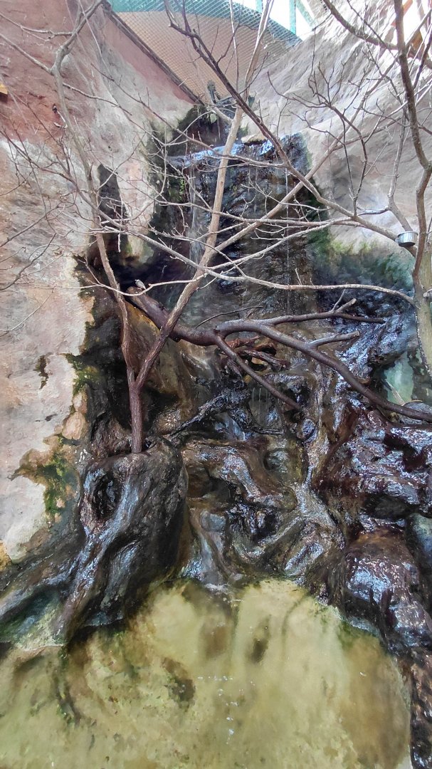 Java sparrow exhibit