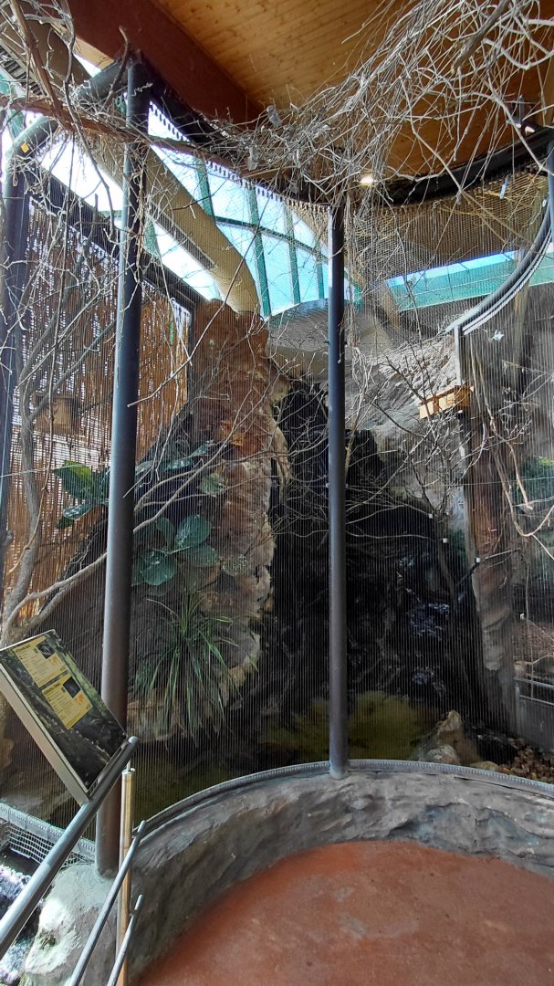 Java sparrow exhibit