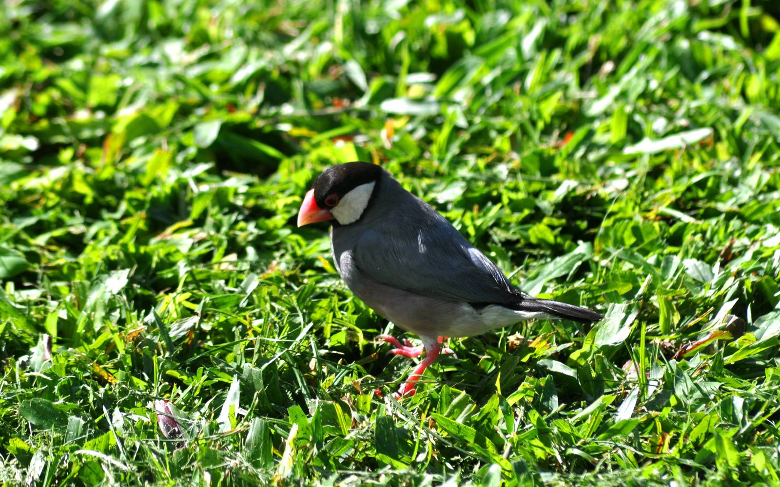 Java Sparrow - Hawaii