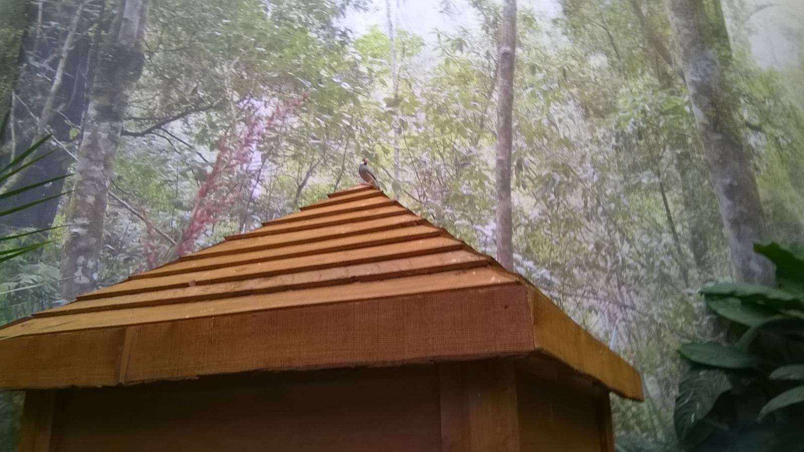 Java Sparrow In Brilliant Birds