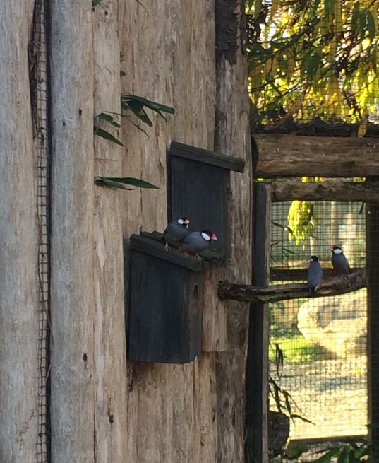Java Sparrow (Lonchura oryzivora) 17-11-2018