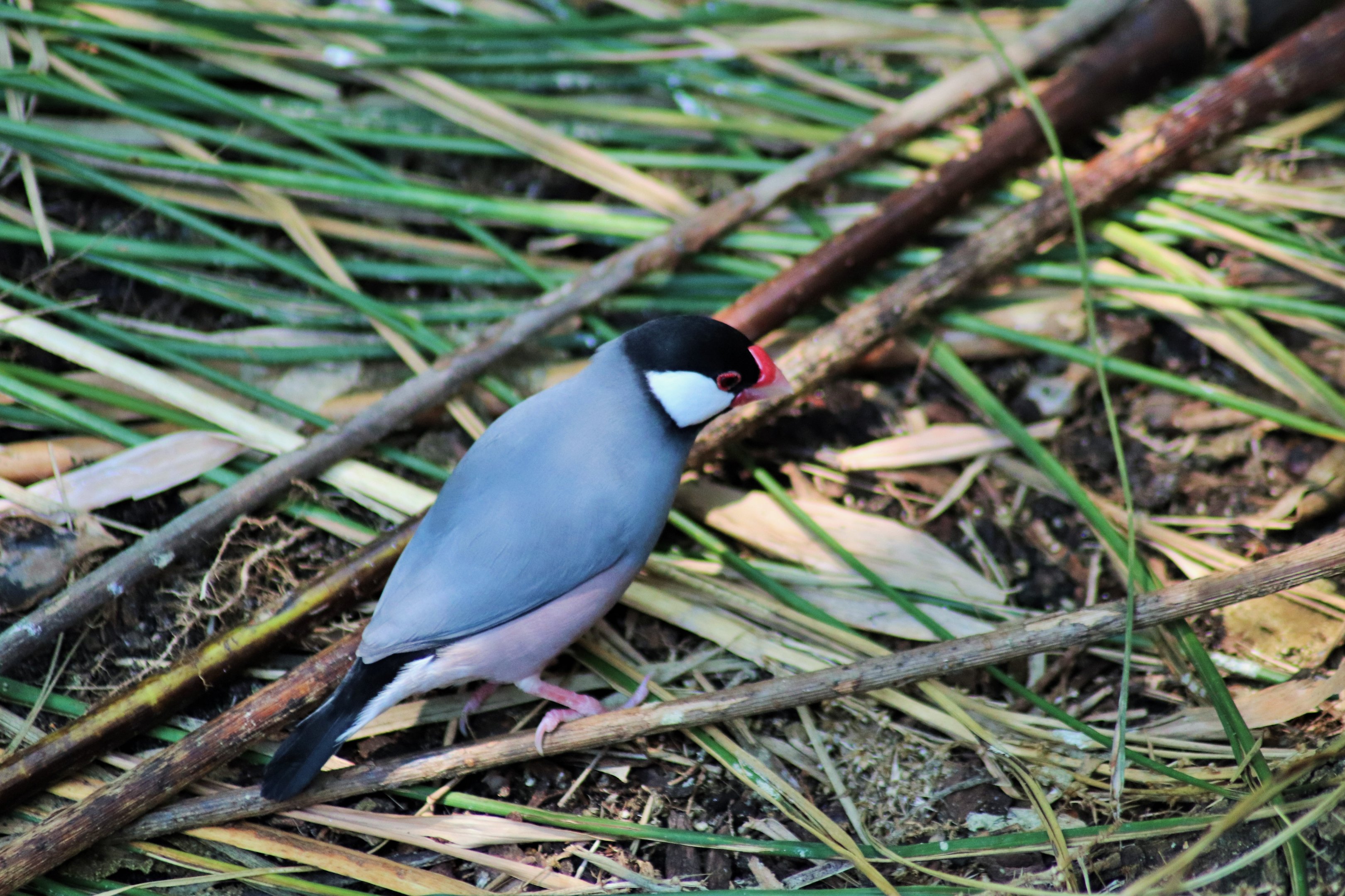 Java Sparrow (Lonchura oryzivora)
