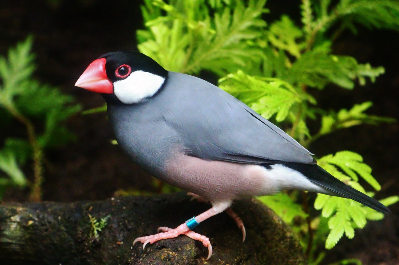 Java Sparrow (Lonchura oryzivora)