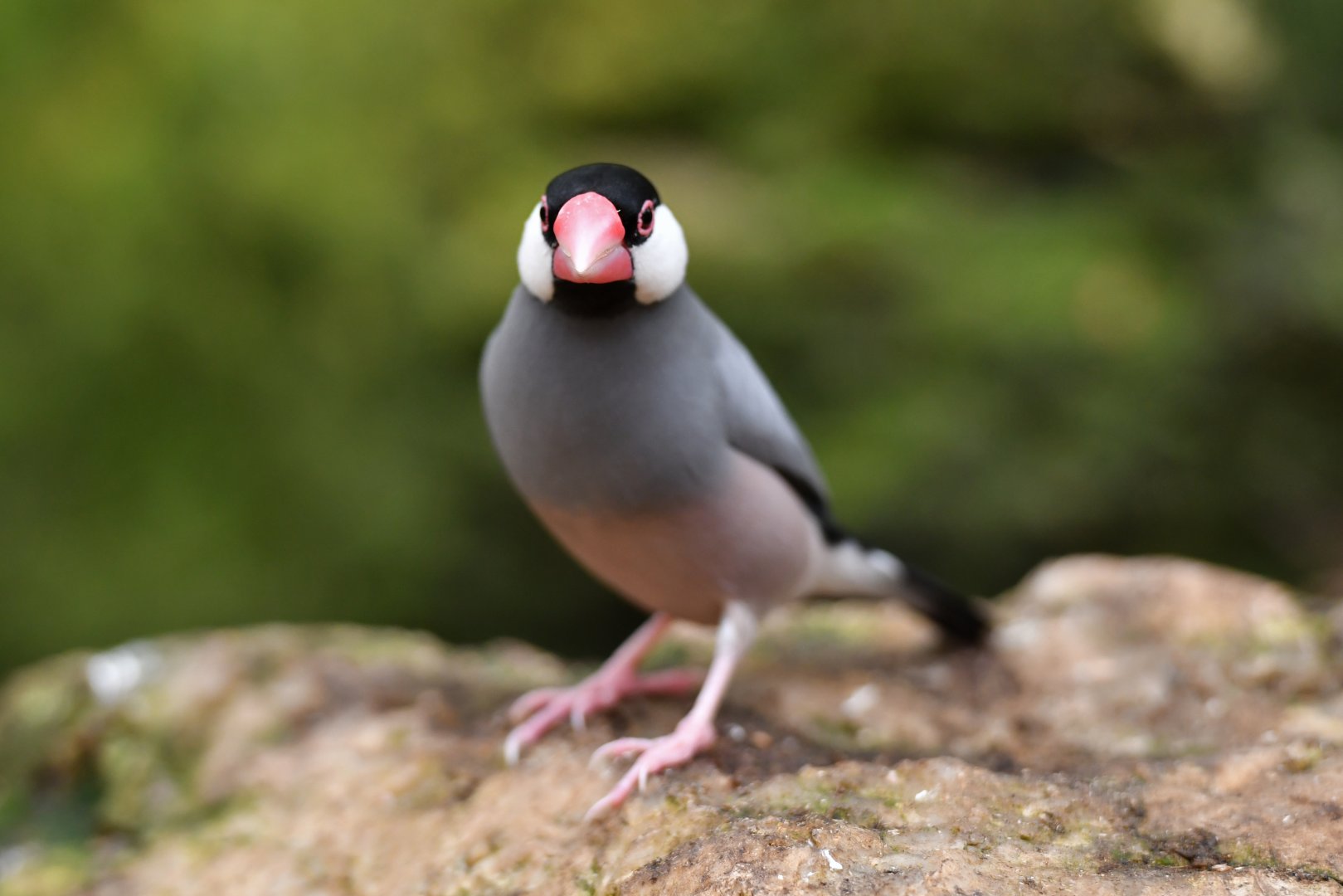 Java Sparrow Lonchura oryzivora