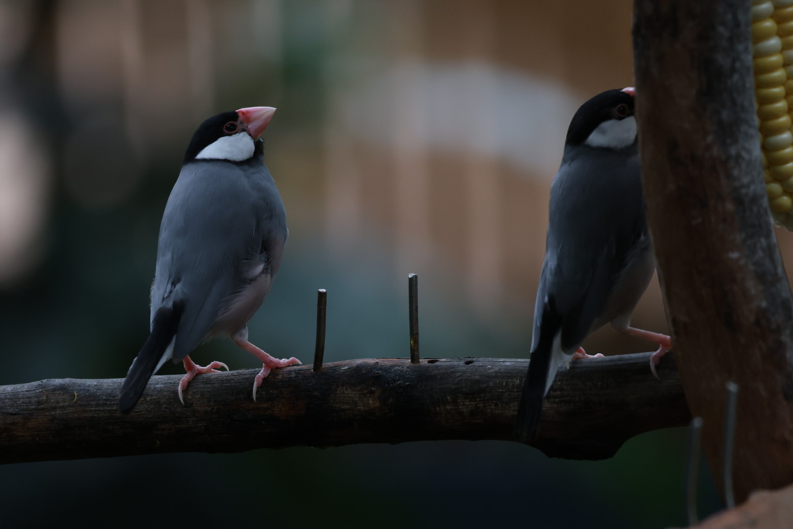 Java sparrow (Lonchura oryzivora)