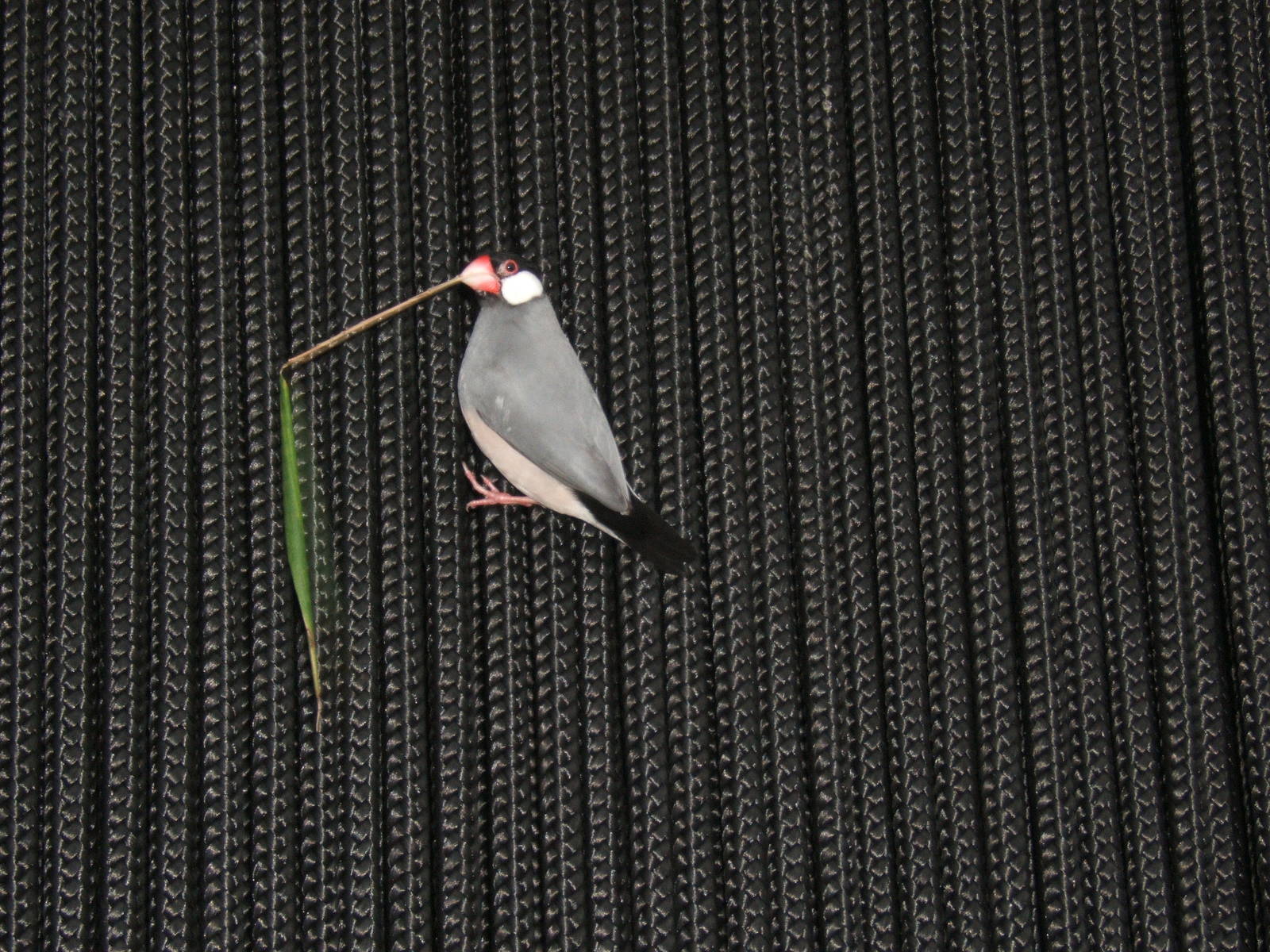 Java Sparrow nest building in Islands