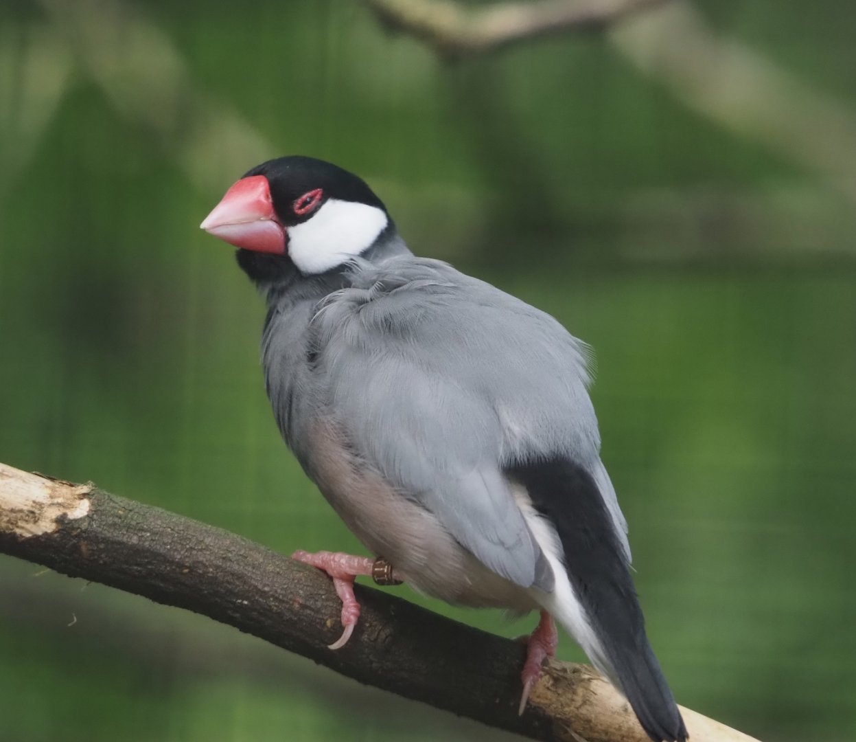 Java sparrow (Padda oryzivora), 2024-06-30