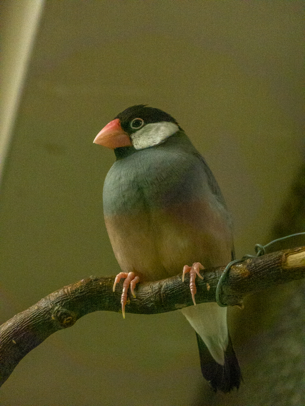 Java sparrow (Padda oryzivora)
