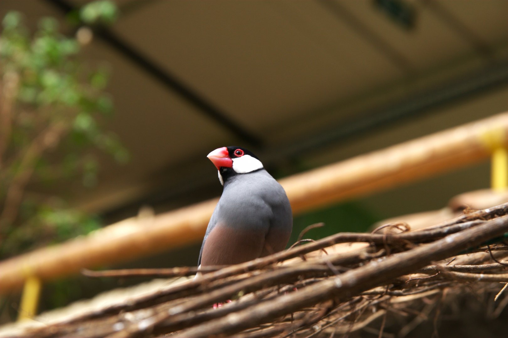 Java Sparrow (Padda oryzivora)