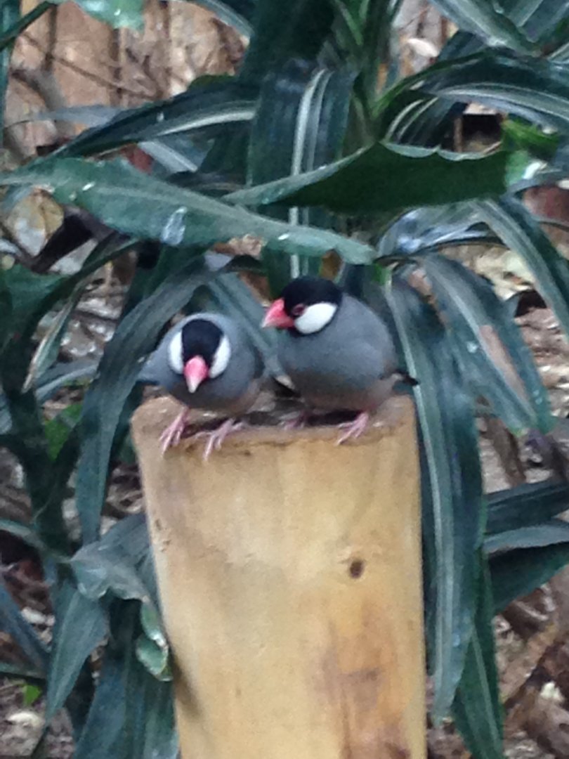 Java sparrow pair