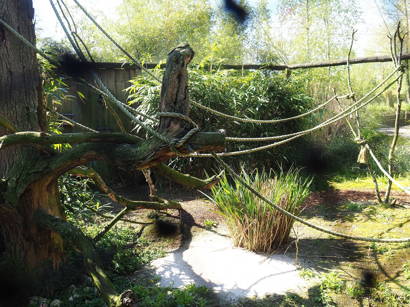 Java sparrow, Pied imperial pigeon and Golden pheasant aviary, 2023-04-30