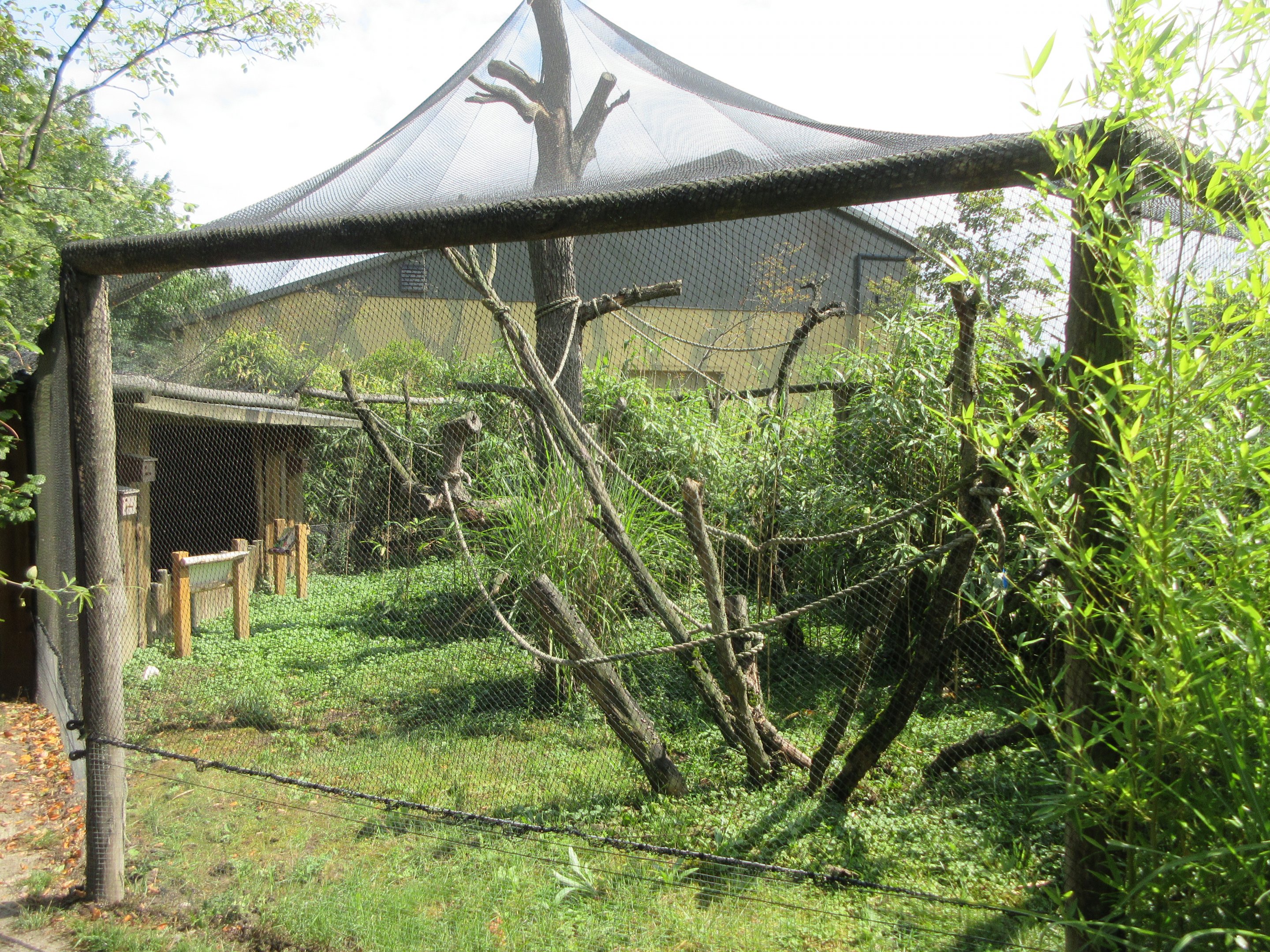 Java Sparrow/Pied Imperial Pigeon Aviary