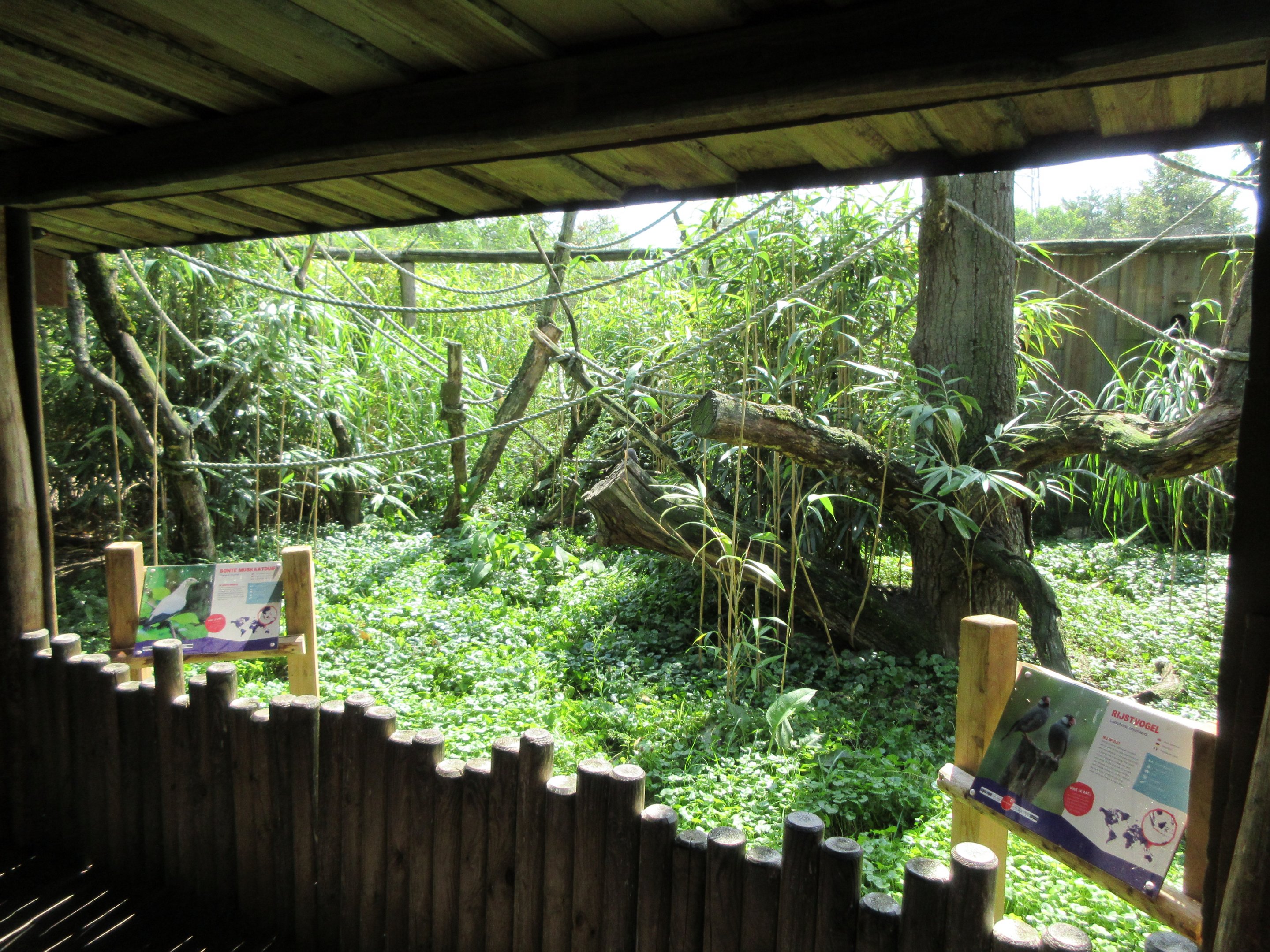 Java Sparrow/Pied Imperial Pigeon Aviary