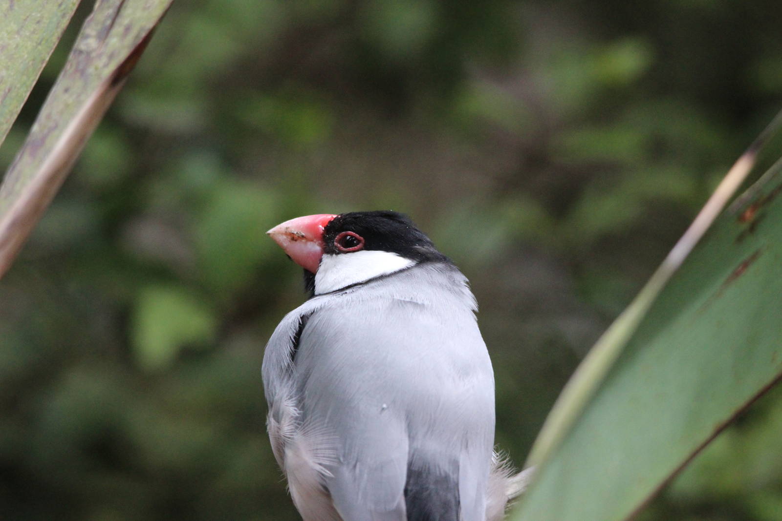 Java Sparrow, Staglands