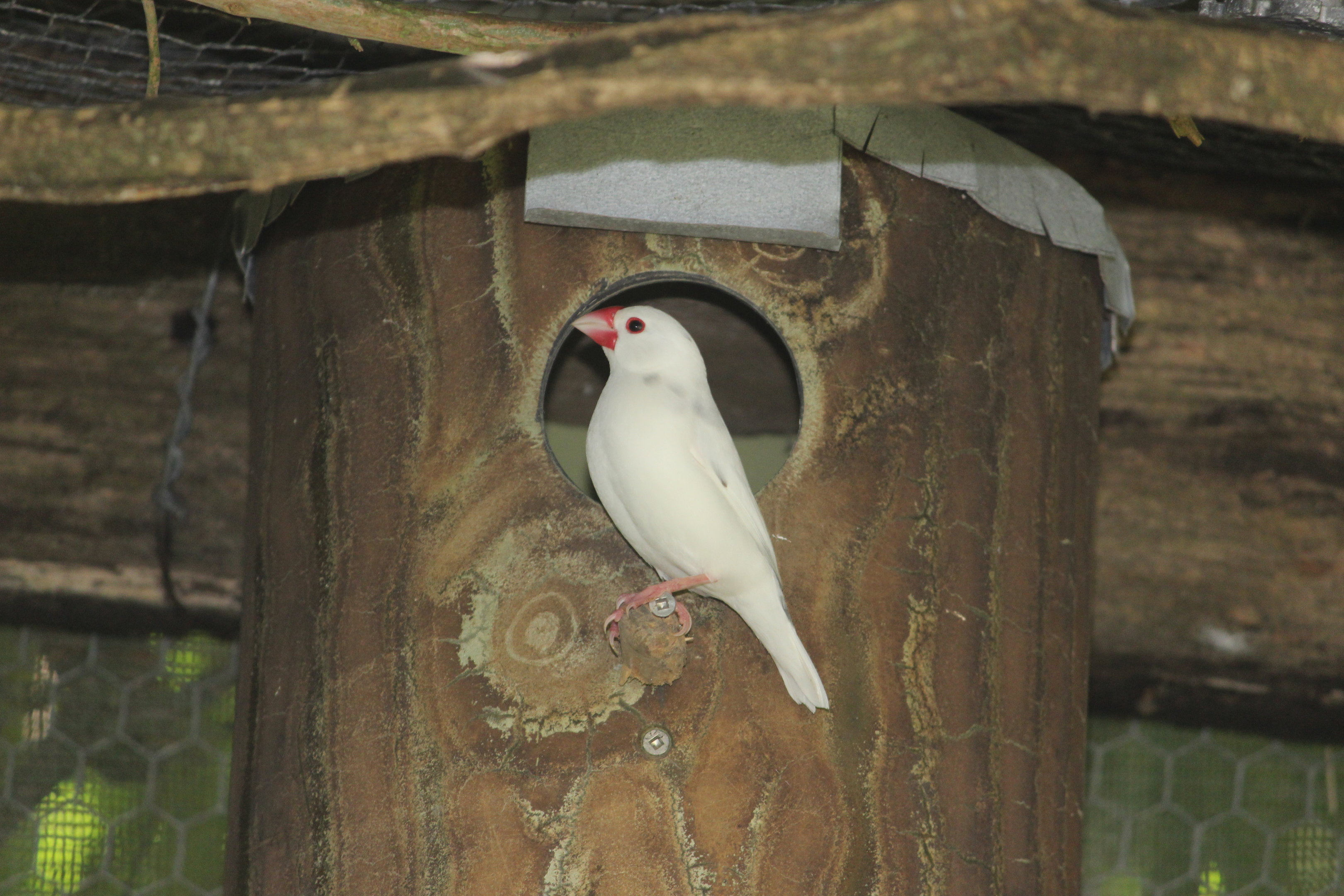 Java Sparrow white morph