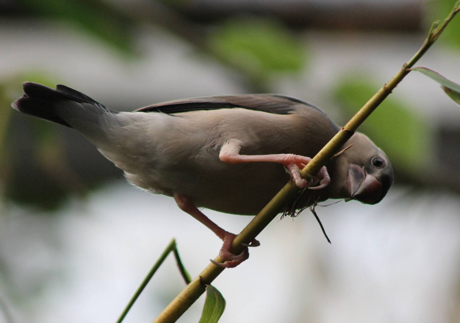 Java sparrow young