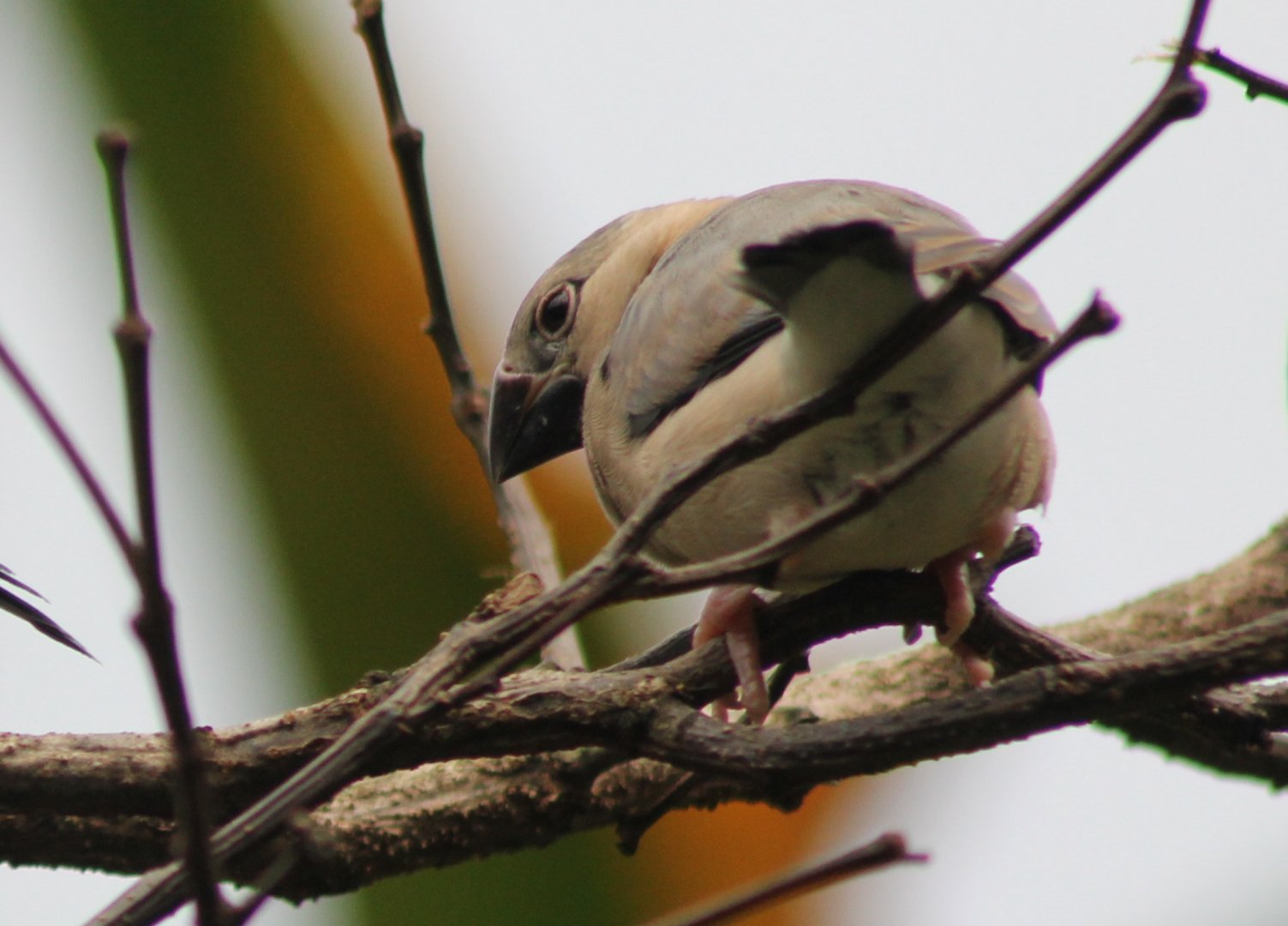 Java sparrow - young