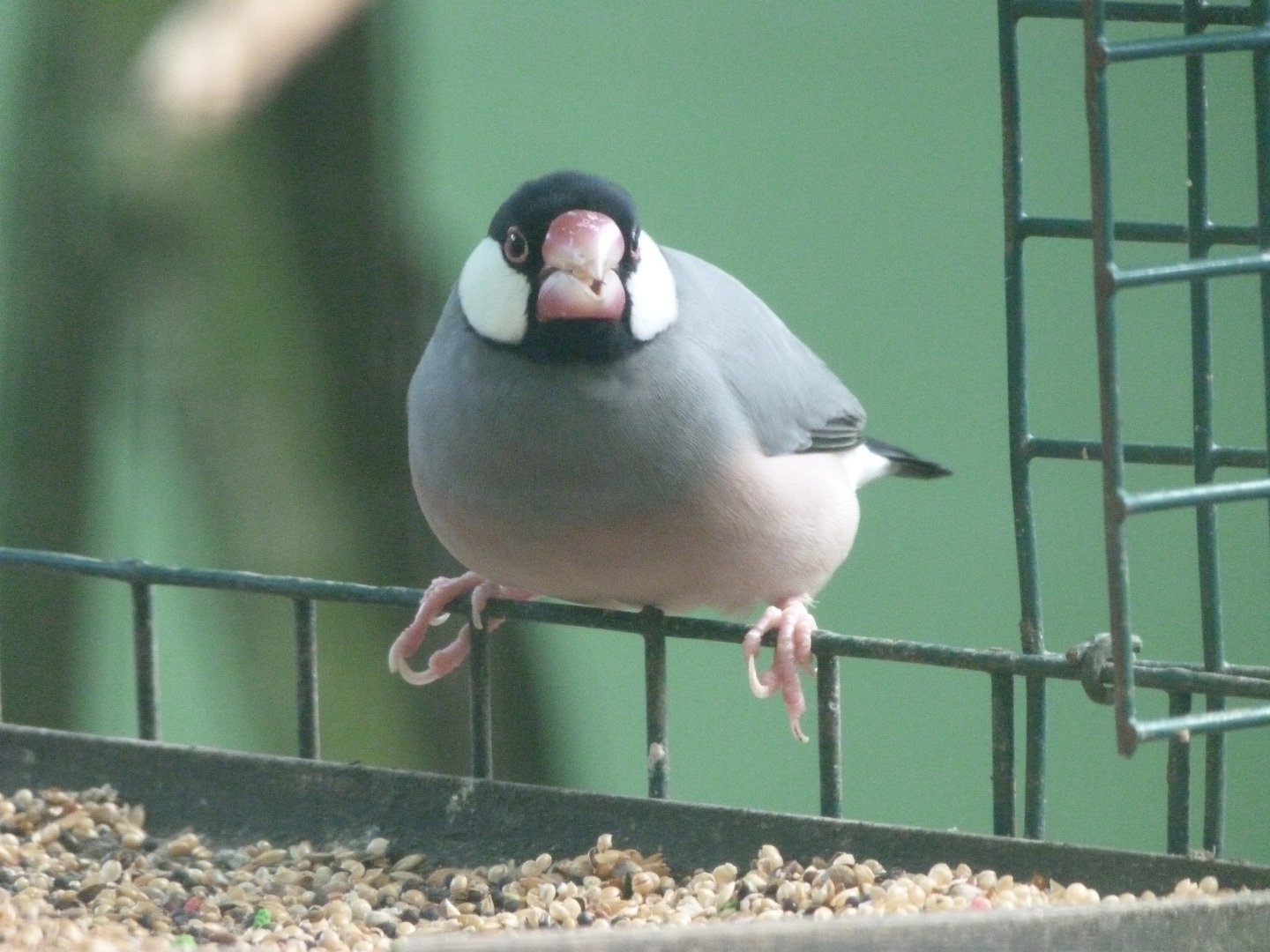 Java sparrow -Zoo de Santillana del Mar (2024)