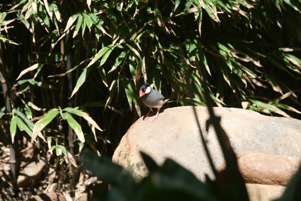 Java Sparrow