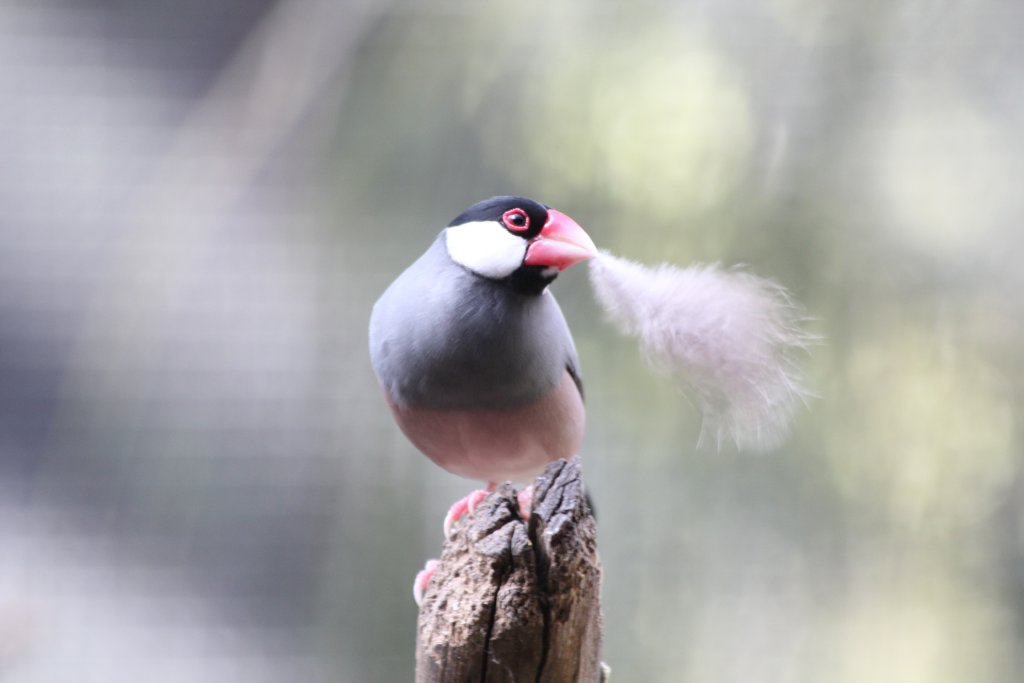 Java Sparrow