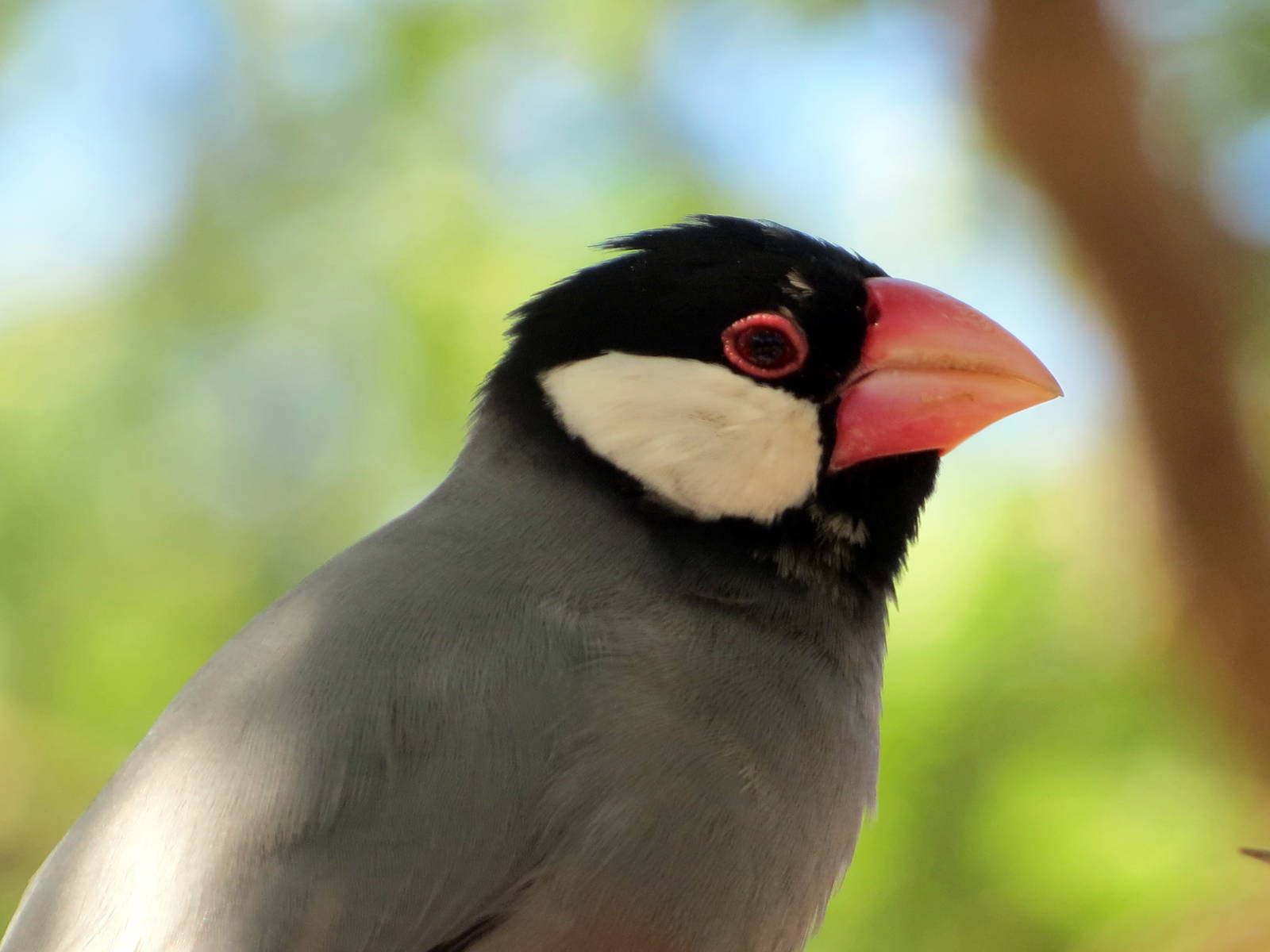 Java Sparrow