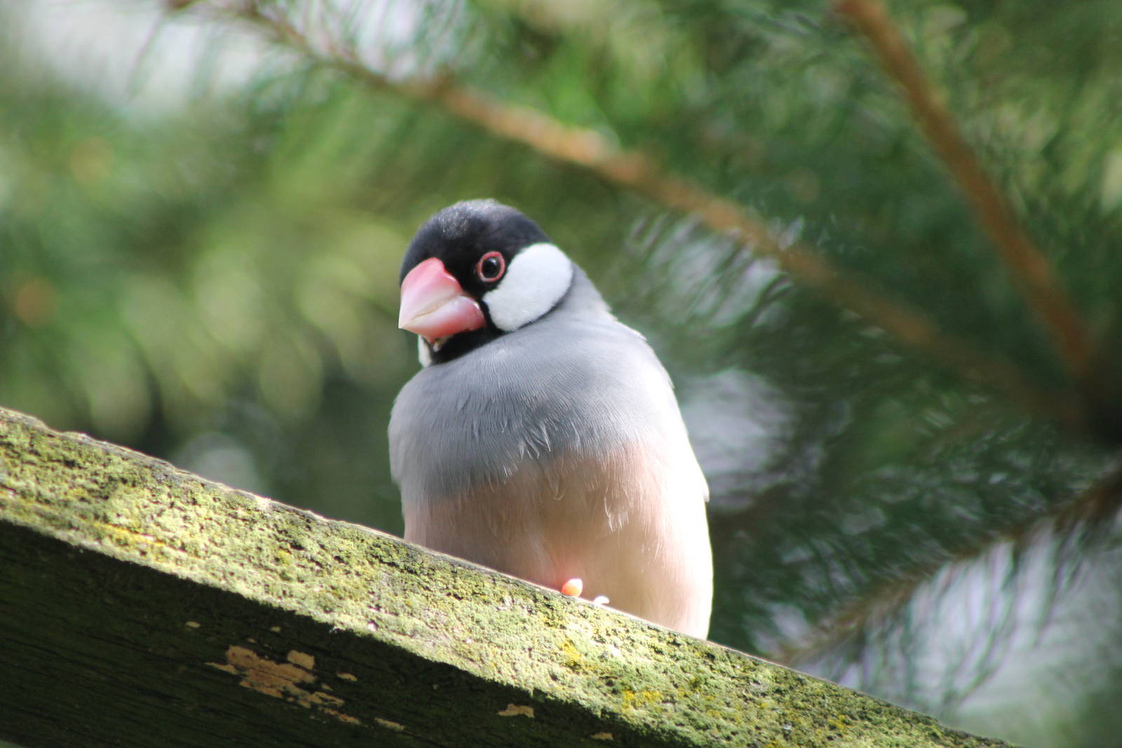 java sparrow