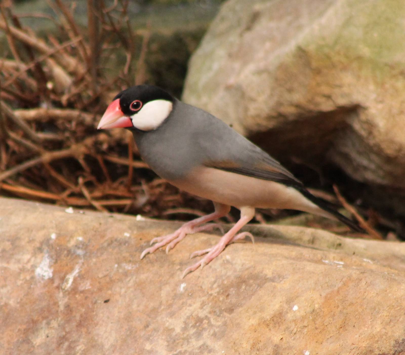 Java sparrow