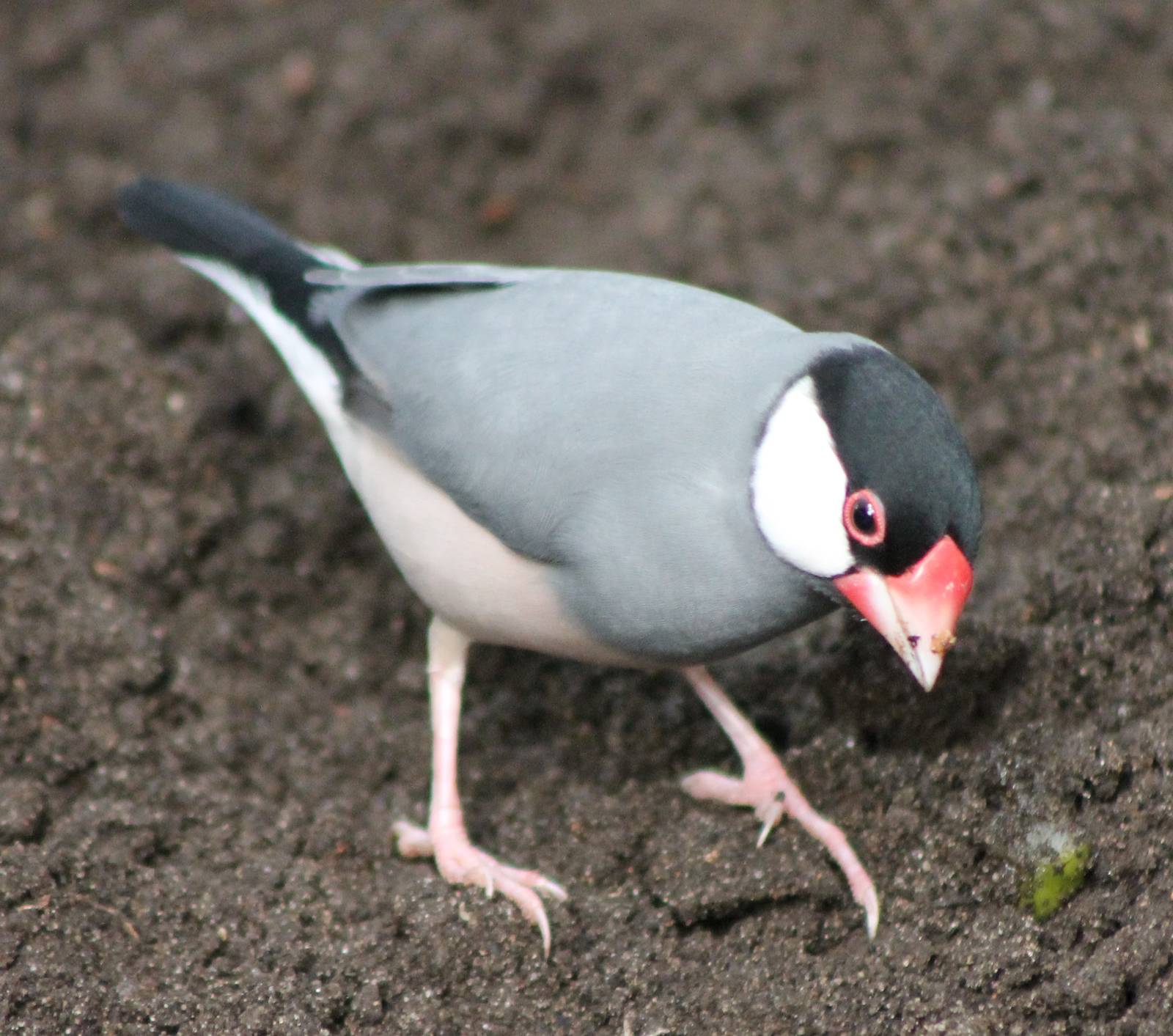 Java sparrow