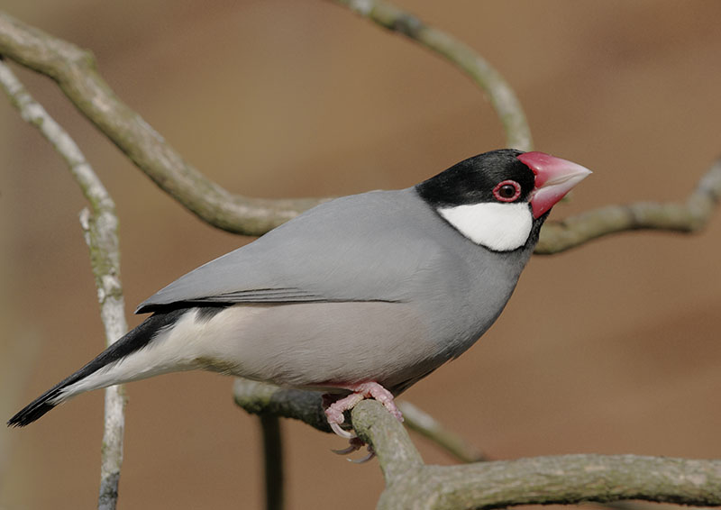 Java sparrow