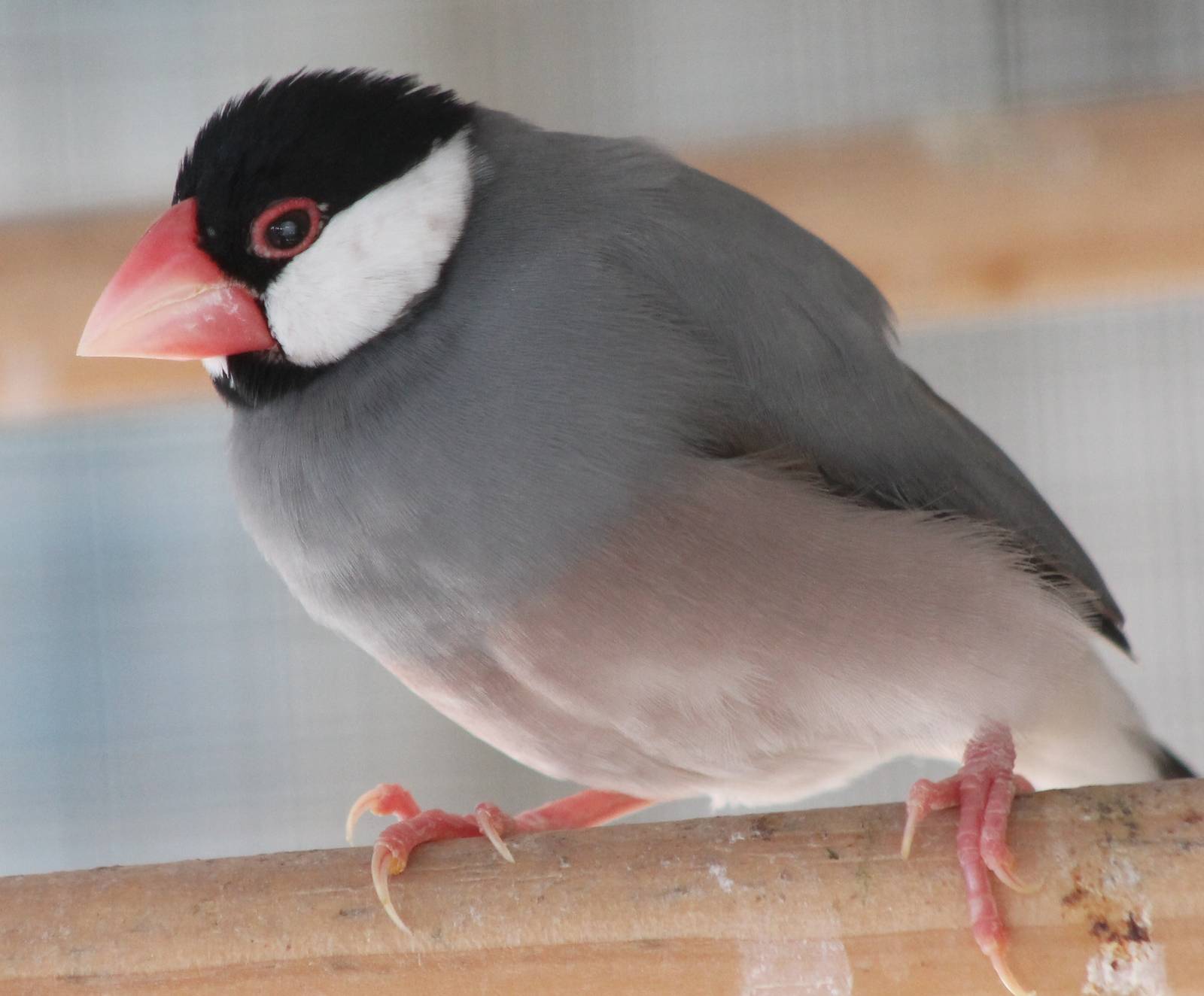 Java sparrow