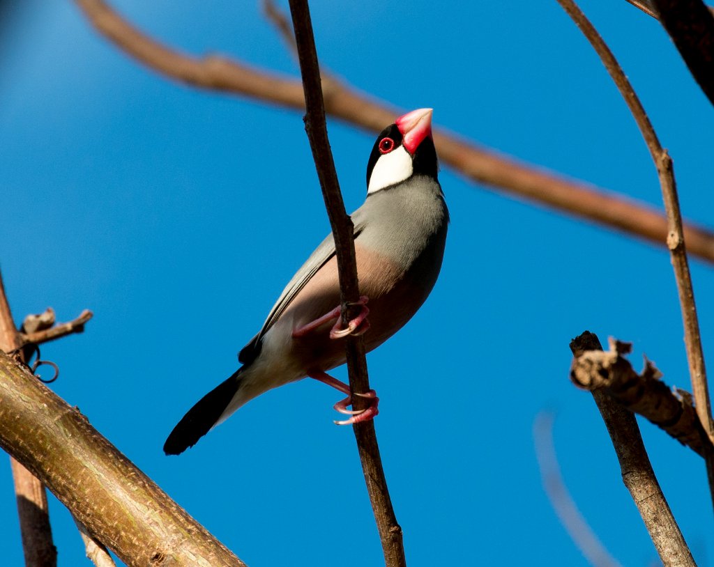 Java Sparrow