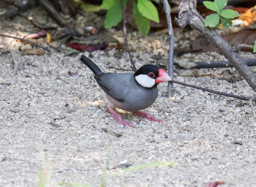 Java Sparrow