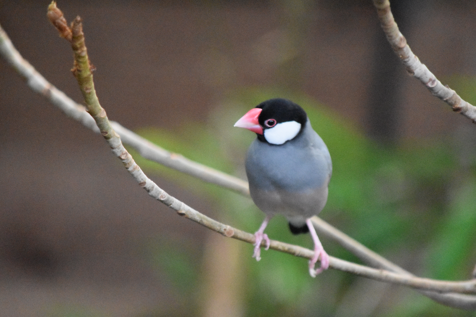 Java Sparrow