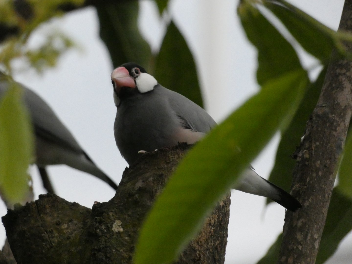 Java Sparrow