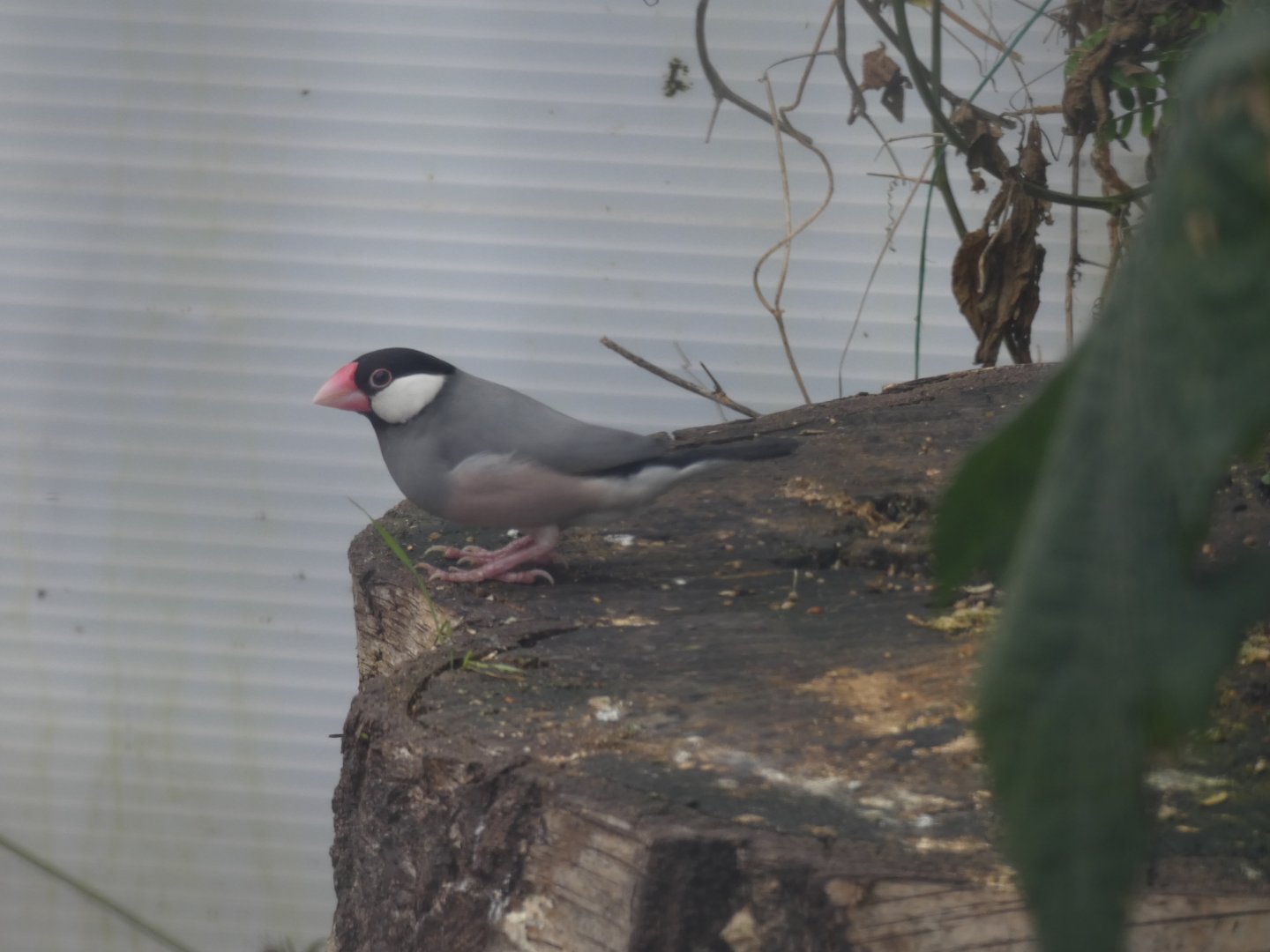 Java Sparrow
