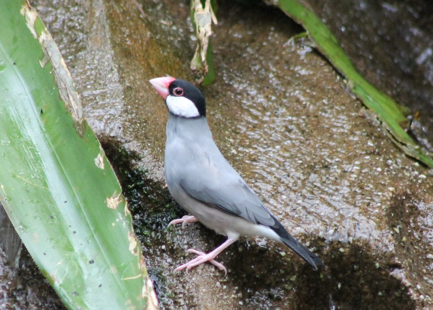 Java sparrow