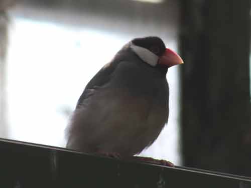 Java Sparrow