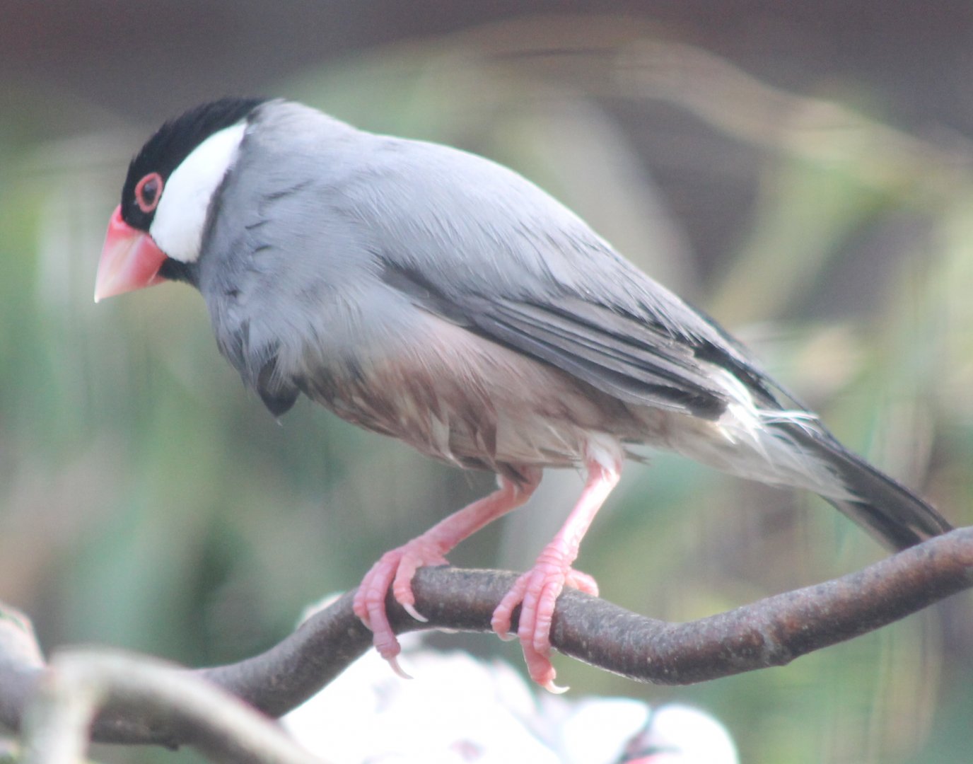 Java sparrow
