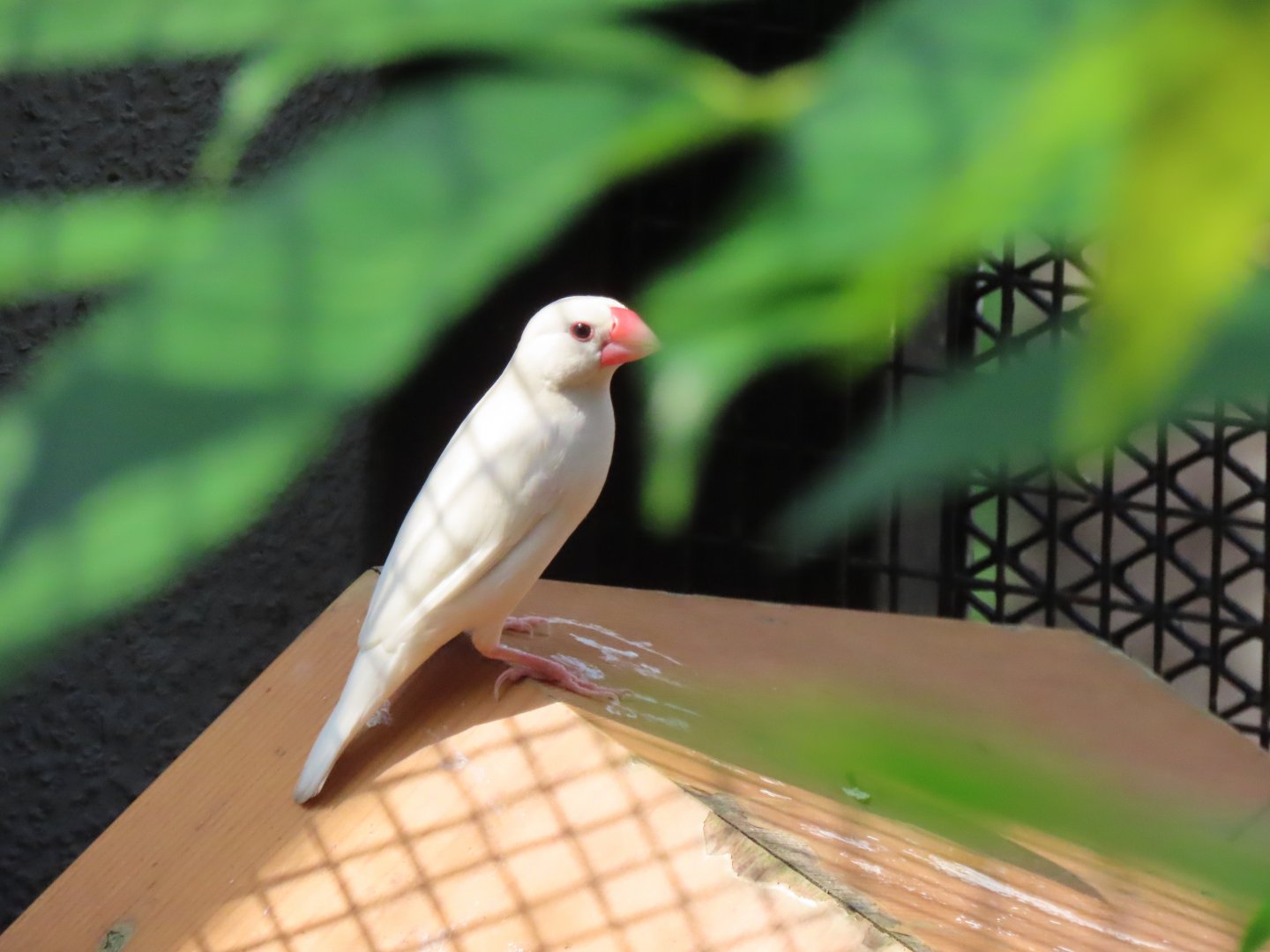 Java sparrow