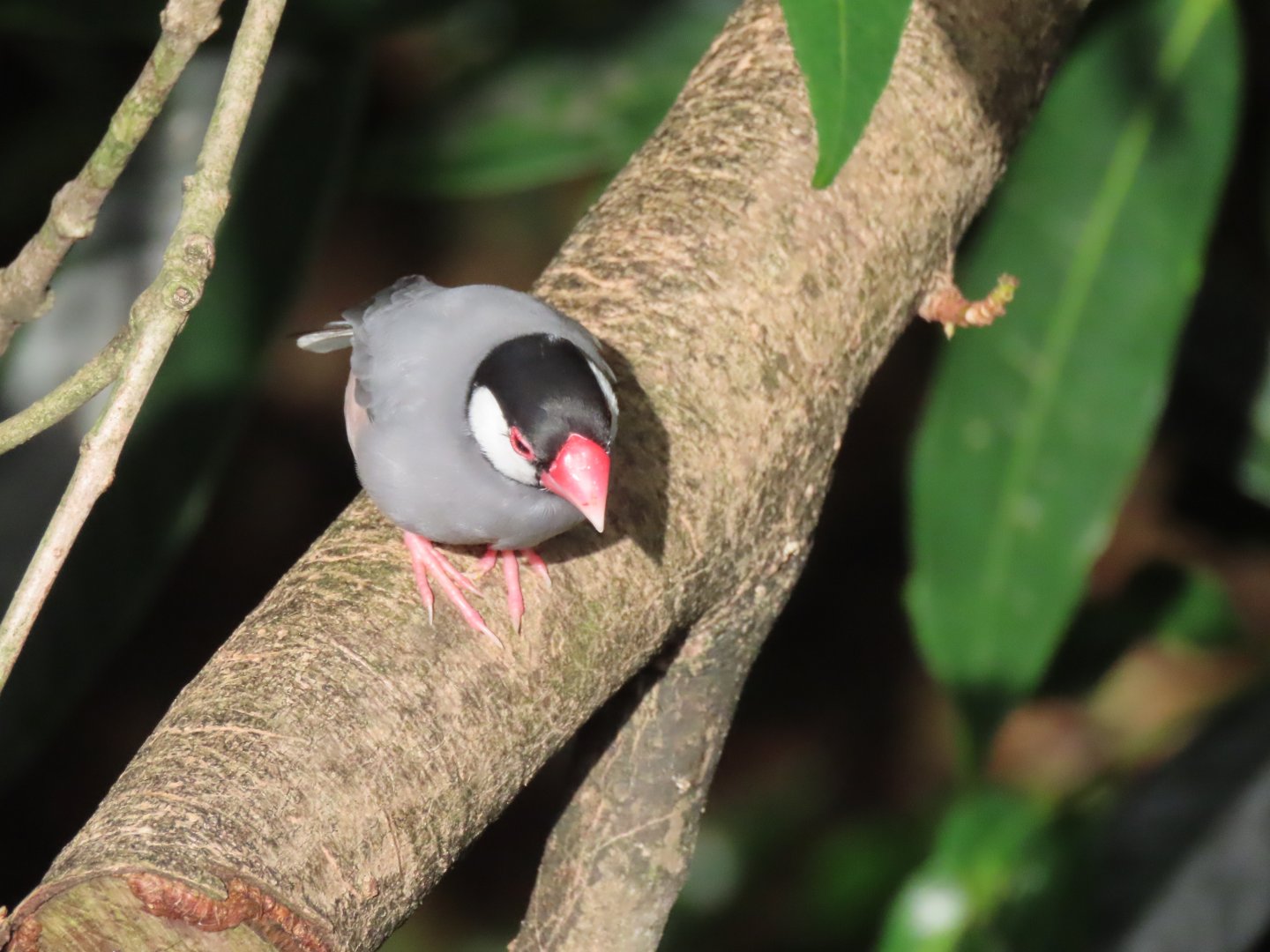 Java sparrow